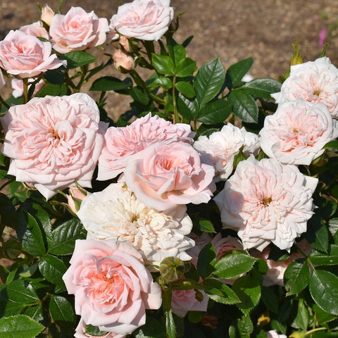 Rose bush with pink, white, and cream blooms and glossy green leaves