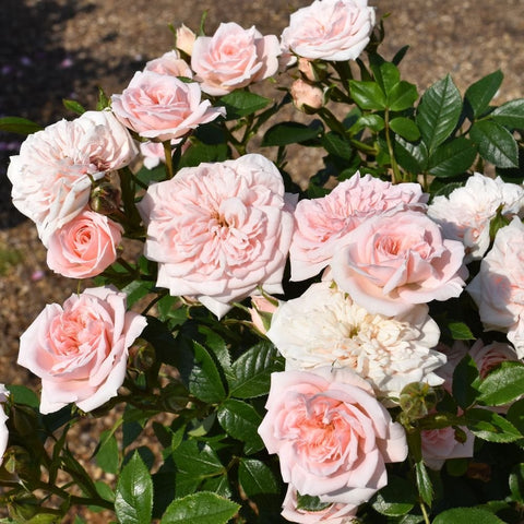 Cluster of pale pink and cream roses with green foliage on a branch