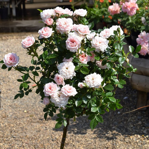 Patio rose standard with pale pink and white blossoms and dense green leaves