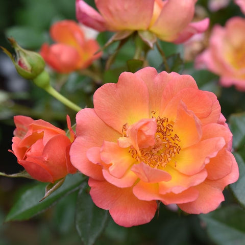 Patio rose flowers in peach-orange with yellow centers, buds on stems