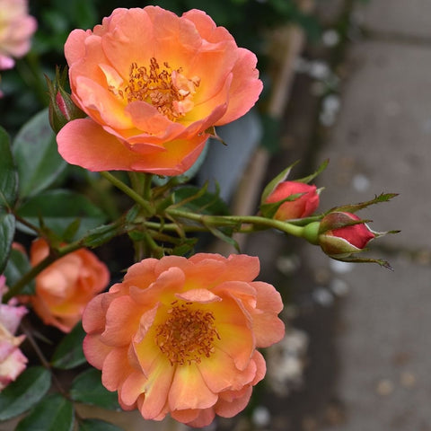 Patio rose plant with two peach-orange blossoms and green buds, angled view
