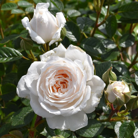 Pair of white rose blossoms with green leaves and unopened buds