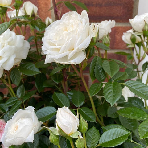 Cluster of white roses and buds with glossy green leaves