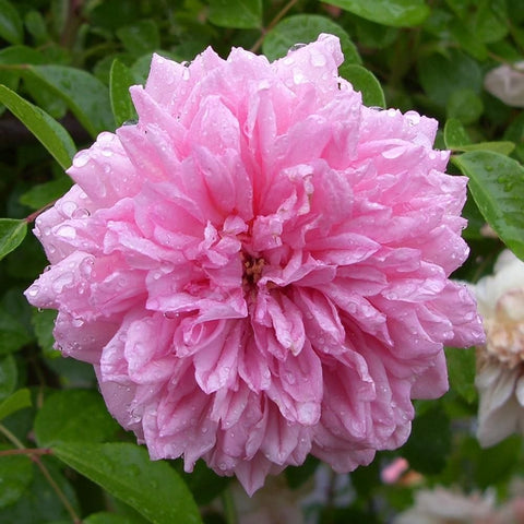 Pink double rose bloom with ruffled petals and water droplets