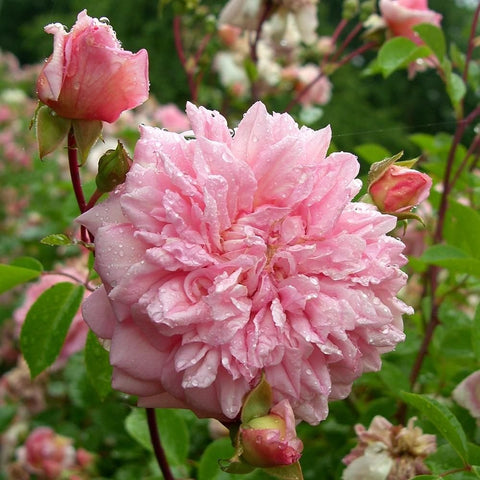 Pink double rose bloom with rose buds on a leafy stem