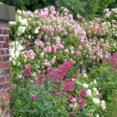 Flowering rose shrub with clusters of pink and white blooms