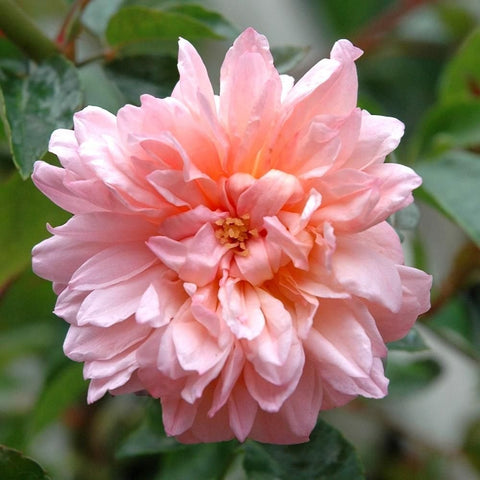 Light pink double rose bloom with orange center and layered petals
