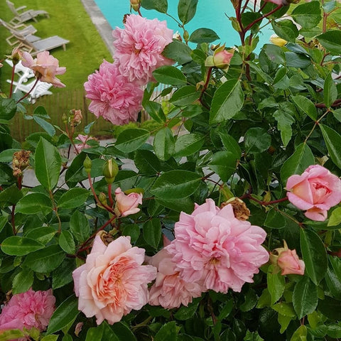 Rose shrub with multiple pink and peach double blooms and green leaves