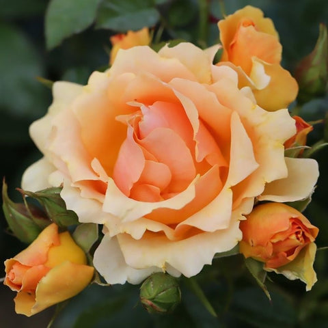 Cream and pale orange rose blooms with layered petals and green leaf stems