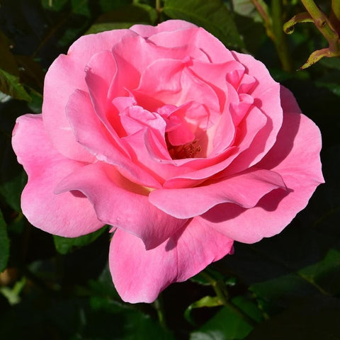 Pink rose flower with layered petals, close-up