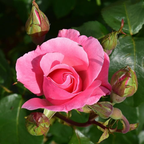Pink rose blossom with closed buds on stems