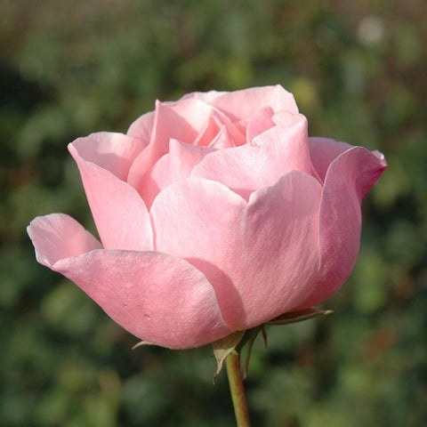 Light pink rose bloom with flared petals