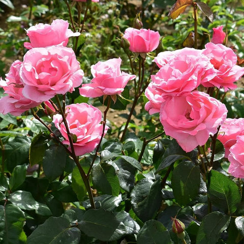 Cluster of pink rose flowers with glossy green leaves