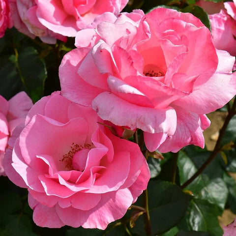 Pink rose blossoms with visible centers and layered petals