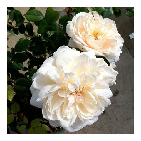 Pair of cream-white double roses with soft yellow centers and green foliage