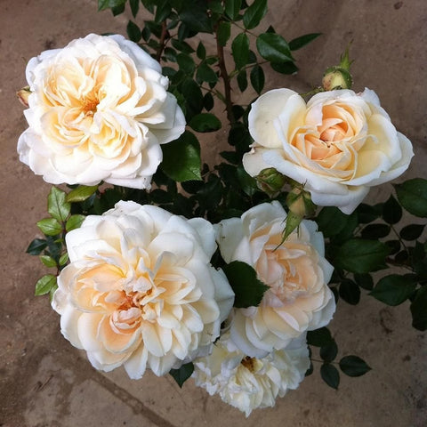 Cluster of cream-white roses with pale yellow centers and glossy green leaves