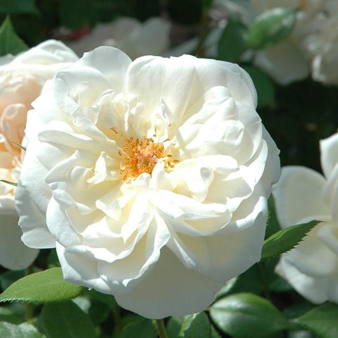 Cream-white rose flower with ruffled petals and pale yellow center, on green leaves