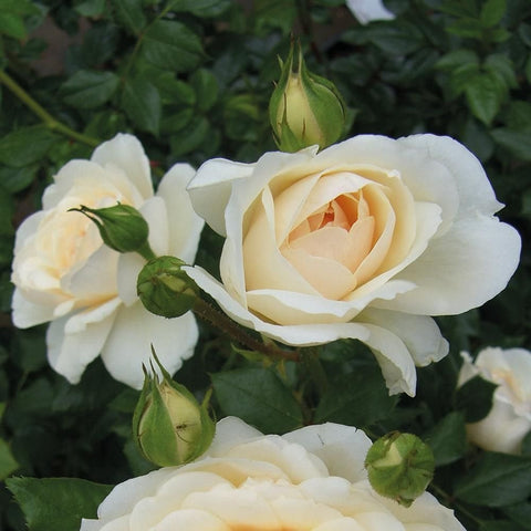Single cream-white rose with open center, plus smaller white blooms and green buds