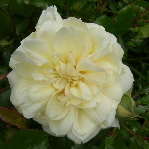 Large cream-white rose bloom with pale yellow center on green leaves