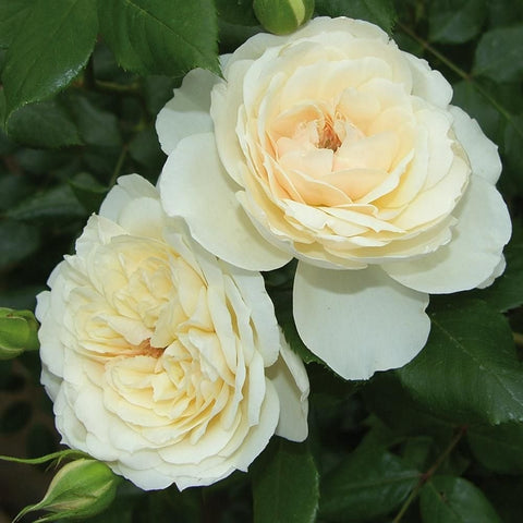 Two cream-white double roses with ruffled petals and pale yellow centers on leaves