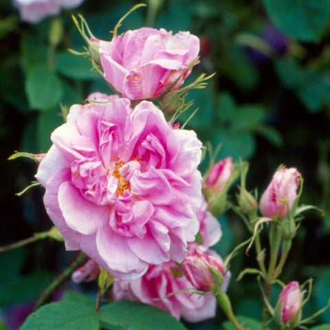 Pink double rose flowers with green buds and stems