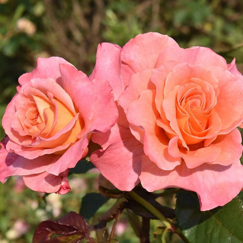 Cluster of pink and orange rose blossoms with glossy green leaves