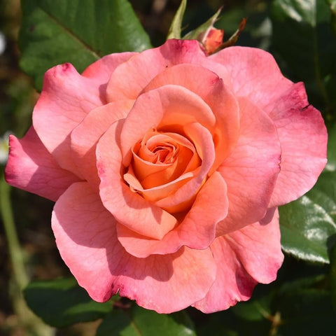 Single pink rose bloom with orange center and surrounding green leaves