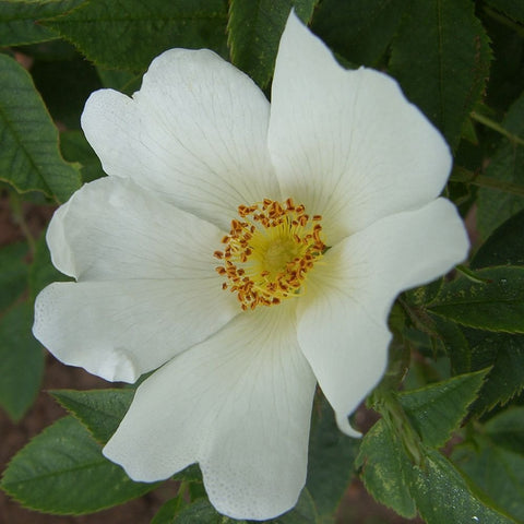 White shrub rose flower with yellow center and layered petals