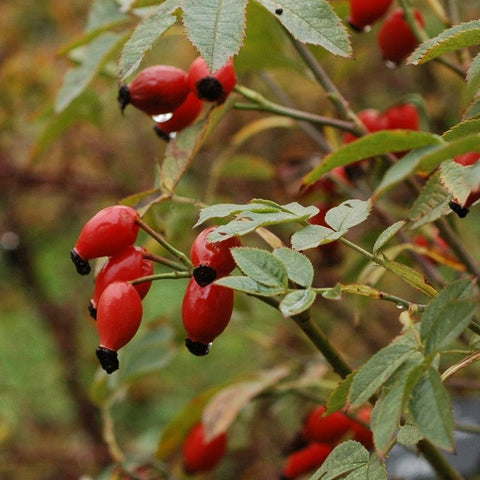 Shrub rose branches with red rose hips and green leaves
