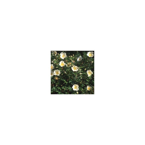 White shrub rose with many small blooms on a dense green bush