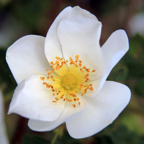 Close-up of a white shrub rose flower with yellow center and orange stamens