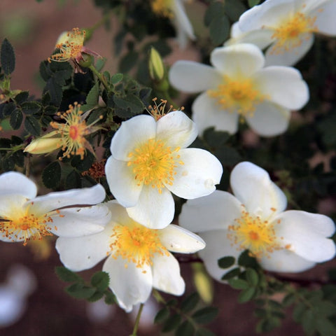 Cluster of white shrub rose flowers with green leaves and yellow-orange centers