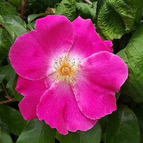 Ramona pink rose bloom with five petals, yellow stamen center, green leaves