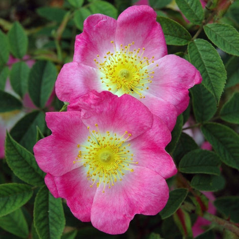 Pink shrub rose flowers with yellow centers and green leaves