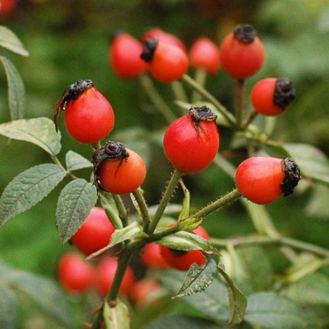 Red rose hips on shrub with green leaves