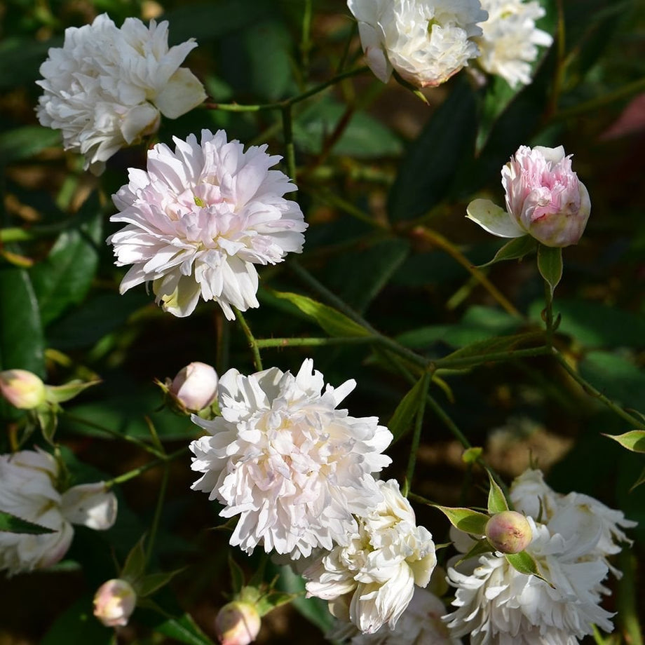 Rosa Anemoniflora (Climbing Rose) – Peter Beales Roses
