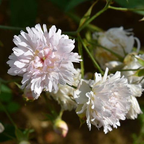 White climbing rose flowers with pale pink center, close-up with green leaves and buds