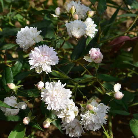 Climbing rose spray with double white blooms, pale pink buds, and green leaves