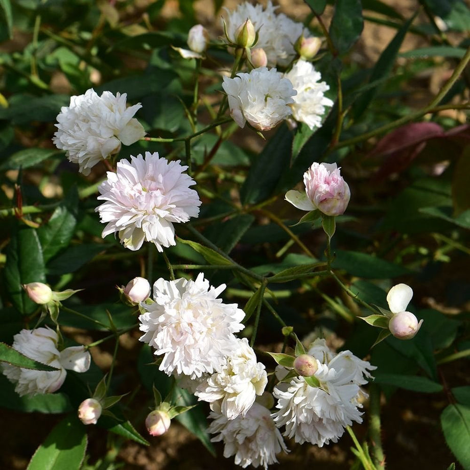 Rosa Anemoniflora (Climbing Rose) – Peter Beales Roses