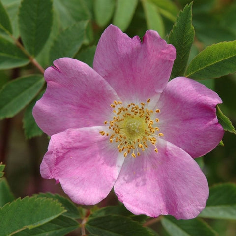 Pink shrub rose flower with five petals and yellow stamen, surrounded by green leaves