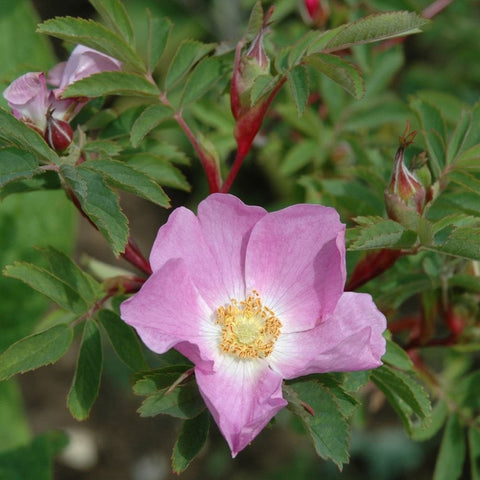 Pink shrub rose bloom with yellow center, green leaves, and red buds on stems