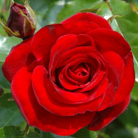 Ruby Anniversary rose bloom with layered red petals and green leaves, plus a bud