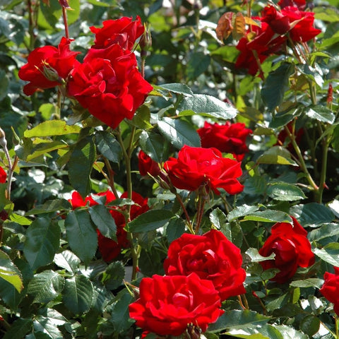 Ruby Anniversary rose bush with multiple red flowers, buds, and glossy green leaves