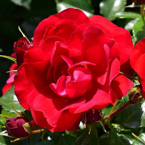 Ruby Anniversary red rose blossoms with one opening flower, buds, and green leaves