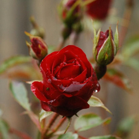 Ruby Anniversary small red rose flower bud cluster with green leaves and stems