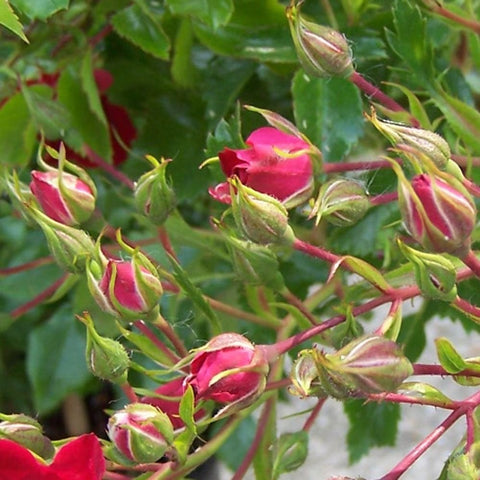 Red rose buds on green stems with surrounding leaves