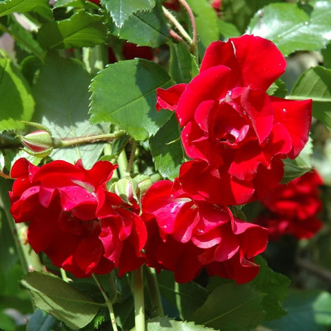 Red double rose flowers with bright petals and green leaf clusters