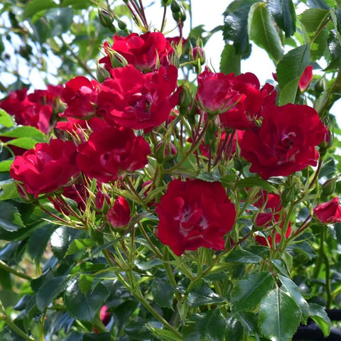 Red rose plant with multiple flower clusters and glossy green leaves