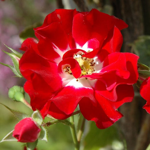 Single red rose bloom with visible golden center and green buds nearby