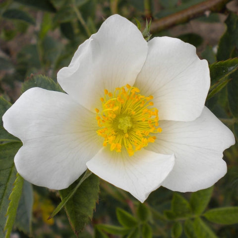 White rose bloom with yellow center and five rounded petals